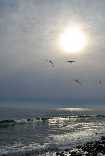 Seagulls over Wells Beach - Photo by Eileen Morey